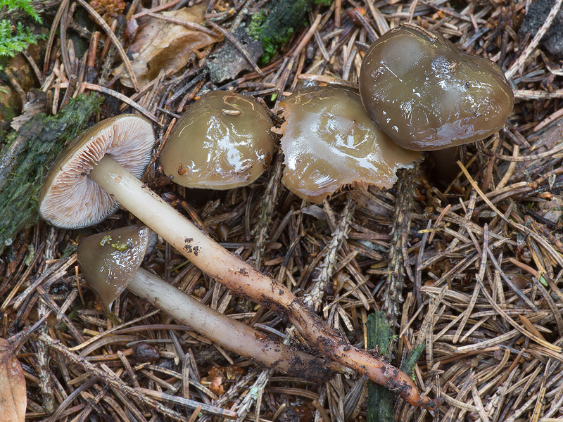 Phaeocollybia festiva